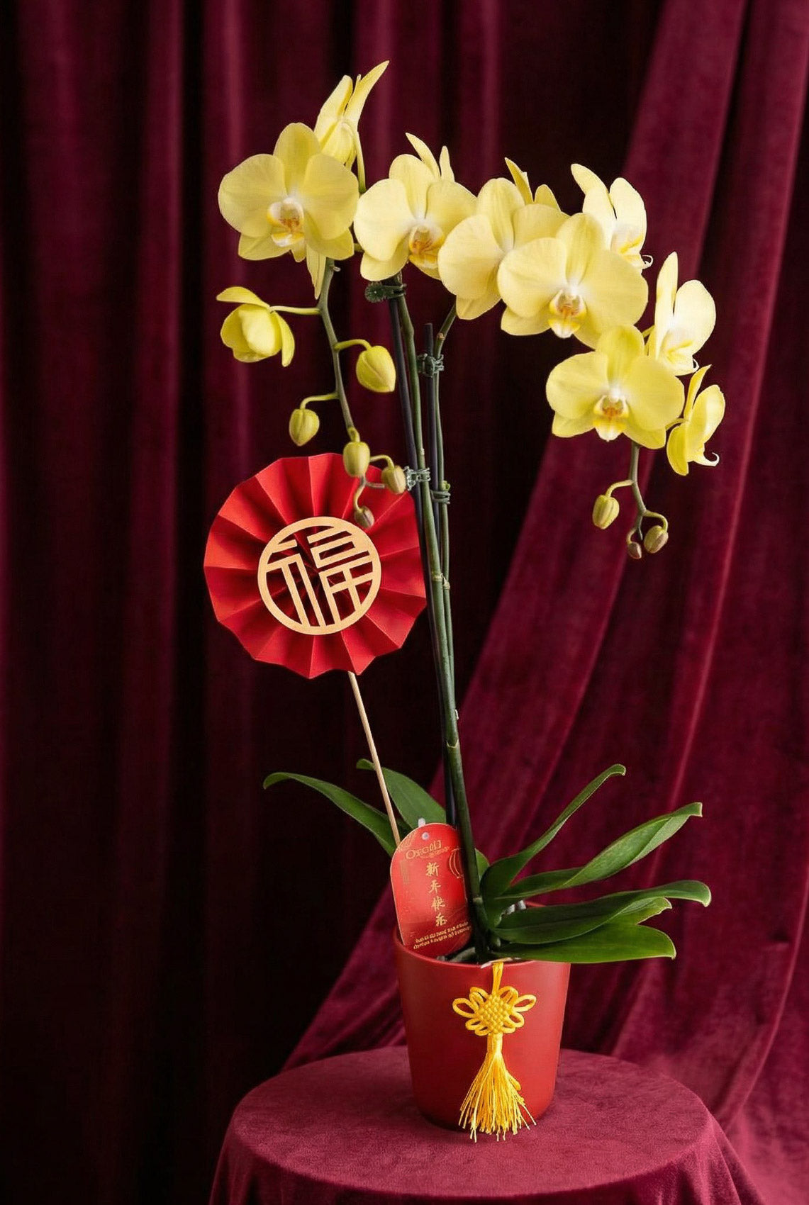 Yellow orchid in a red pot with a red decorative ribbon against a maroon curtain.