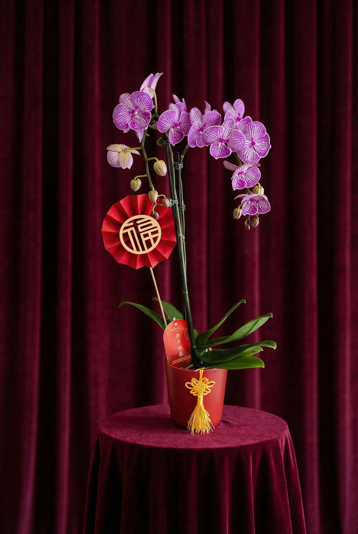Pink orchids in a red pot with a decorative red ribbon on a round table against a red curtain background.
