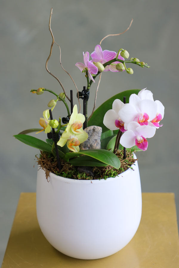 Mini orchid arrangement in a white ceramic pot