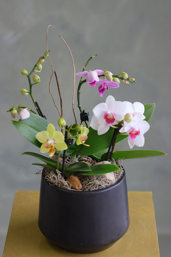 Mini orchid arrangement in a ceramic pot