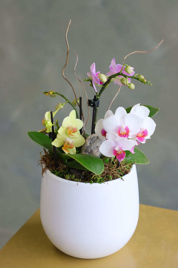 Mini orchid arrangement in a ceramic pot