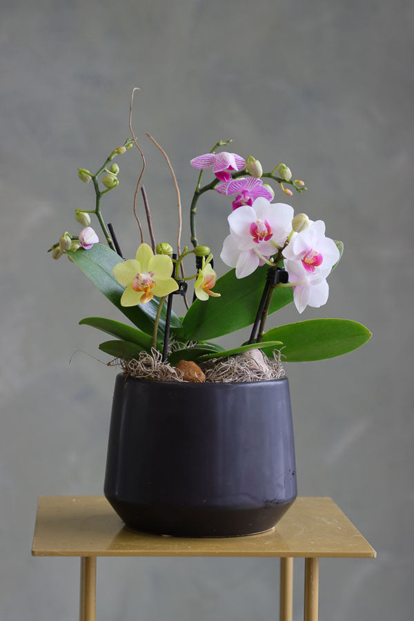 Mini orchid arrangement in a ceramic pot