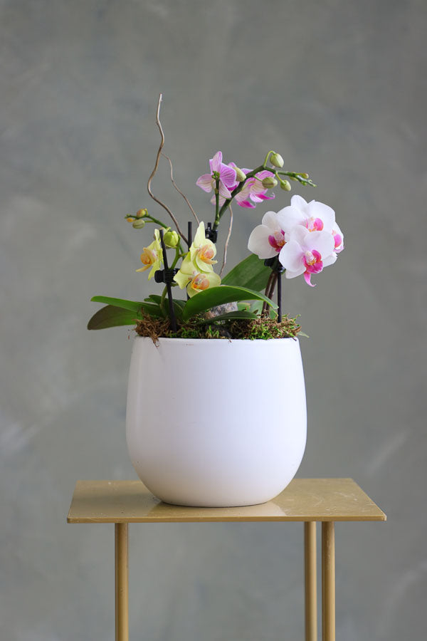 Mini orchid arrangement in a white ceramic pot
