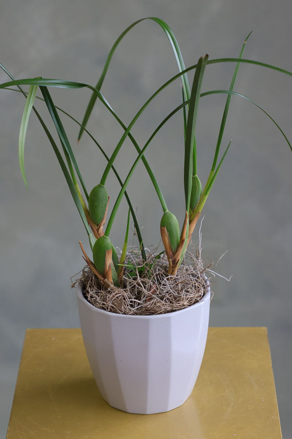 Coconut Orchid Maxillaria tenuifolia in a modern pot – non-blooming healthy plant for delivery in Ottawa