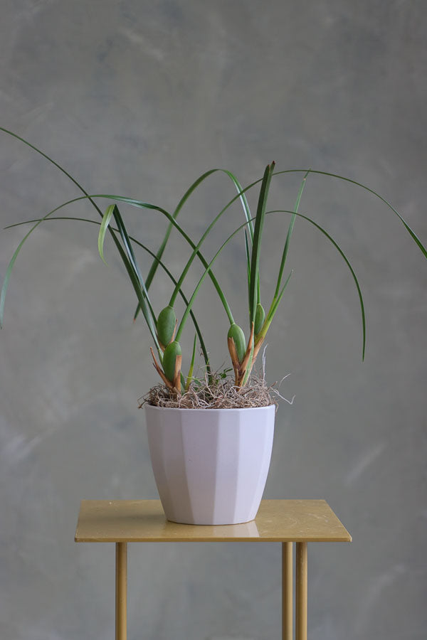 Coconut Orchid Maxillaria tenuifolia in a modern pot – non-blooming healthy plant for delivery in Ottawa