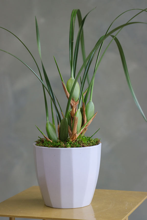 Coconut Orchid Maxillaria tenuifolia in a modern pot – non-blooming healthy plant for delivery in Ottawa