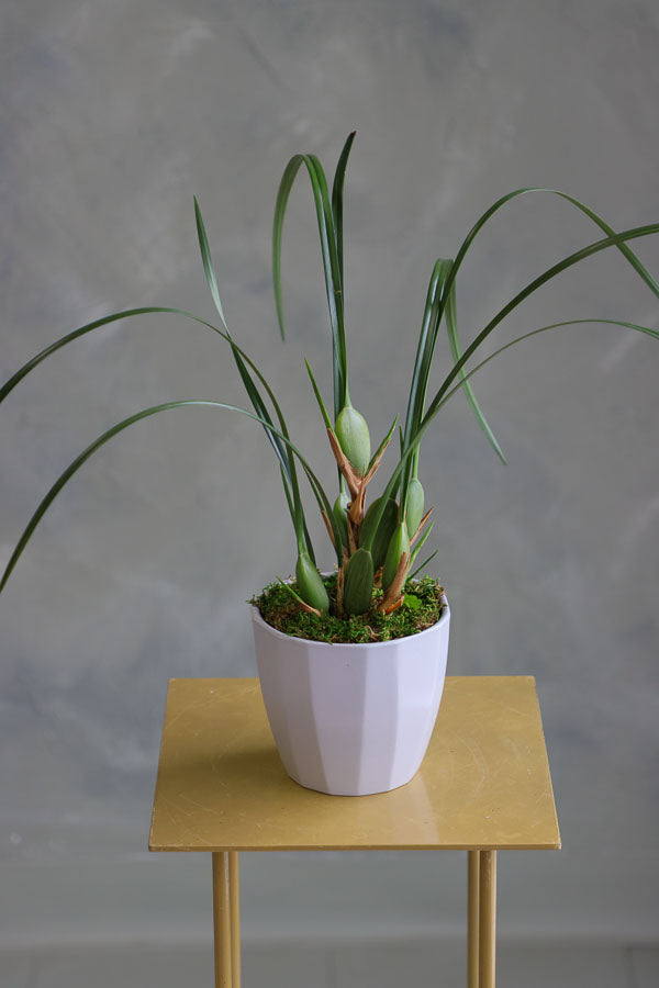 Coconut Orchid Maxillaria tenuifolia in a modern pot – non-blooming healthy plant for delivery in Ottawa