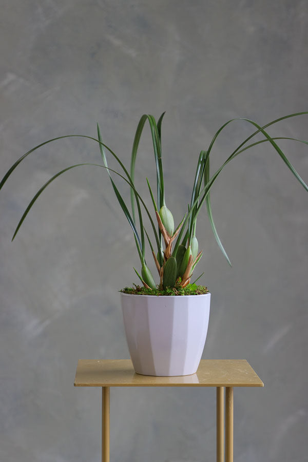Coconut Orchid Maxillaria tenuifolia in a modern pot – non-blooming healthy plant for delivery in Ottawa