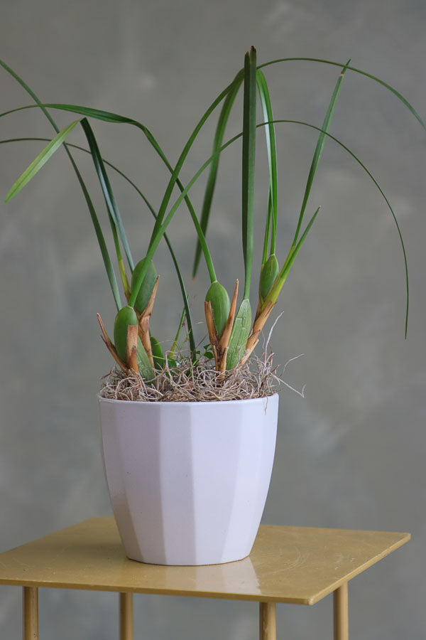 Coconut Orchid Maxillaria tenuifolia in a modern pot – non-blooming healthy plant for delivery in Ottawa