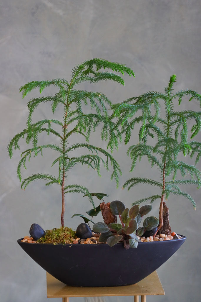 Norfolk Escape arrangement featuring a Norfolk Pine in a modern vessel with natural accents by Ottawa florist.