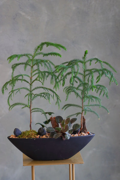 Norfolk Escape arrangement featuring a Norfolk Pine in a modern vessel with natural accents by Ottawa florist.