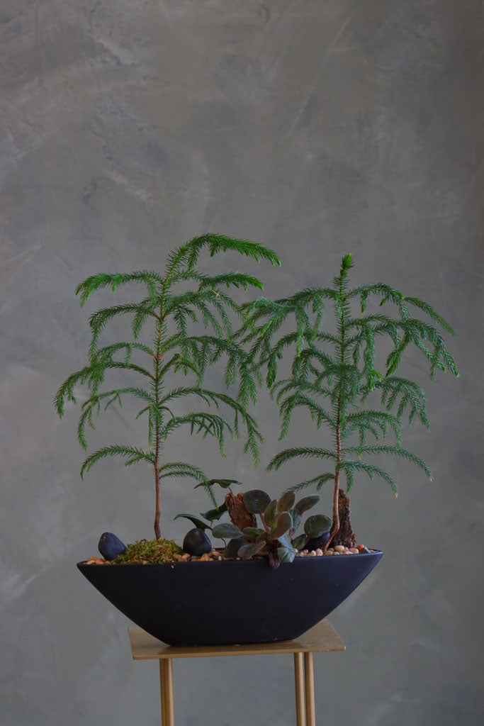 Norfolk Escape arrangement featuring a Norfolk Pine in a modern vessel with natural accents by Ottawa florist.