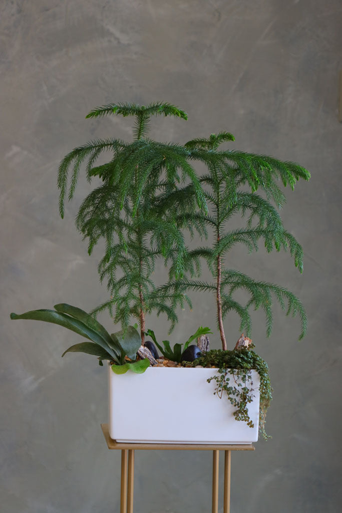 Norfolk Harmony arrangement featuring Norfolk Pine in a white ceramic container with lush foliage by Ottawa florist