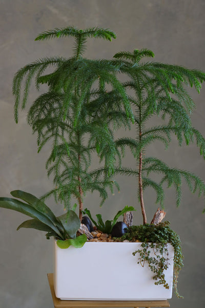 Norfolk Harmony arrangement featuring Norfolk Pine in a white ceramic container with lush foliage by Ottawa florist