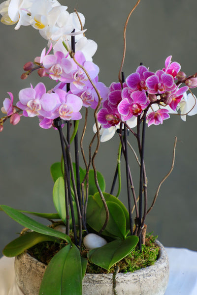 Orchid Symphony arrangement featuring vibrant white, pink, and purple orchids in a rustic pot with lush greenery by Ottawa florist.