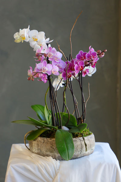 Orchid Symphony arrangement featuring vibrant white, pink, and purple orchids in a rustic pot with lush greenery by Ottawa florist.