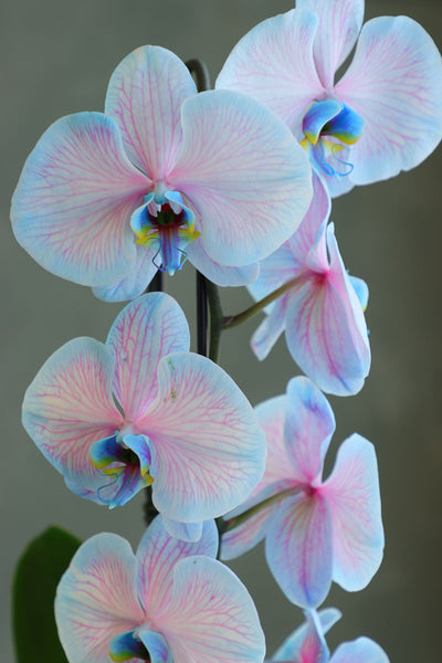 Ethereal Orchid