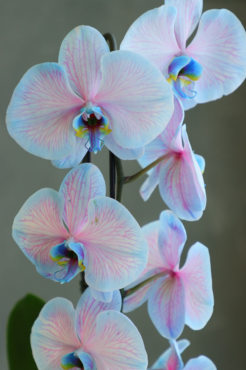 Ethereal Orchid