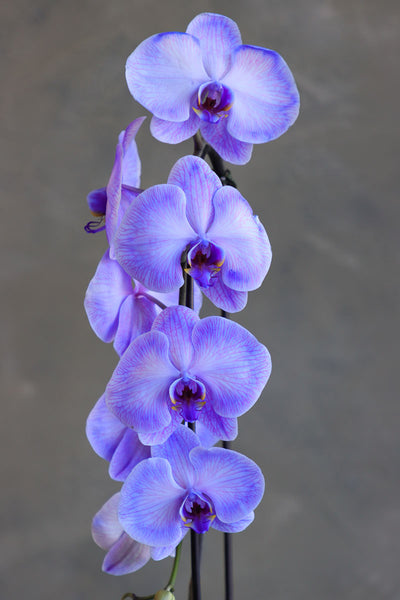 Ethereal Orchid