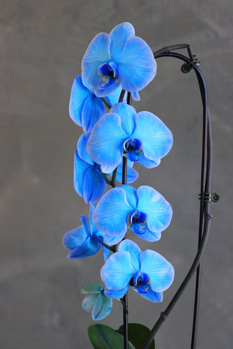 Blue Ethereal Orchids