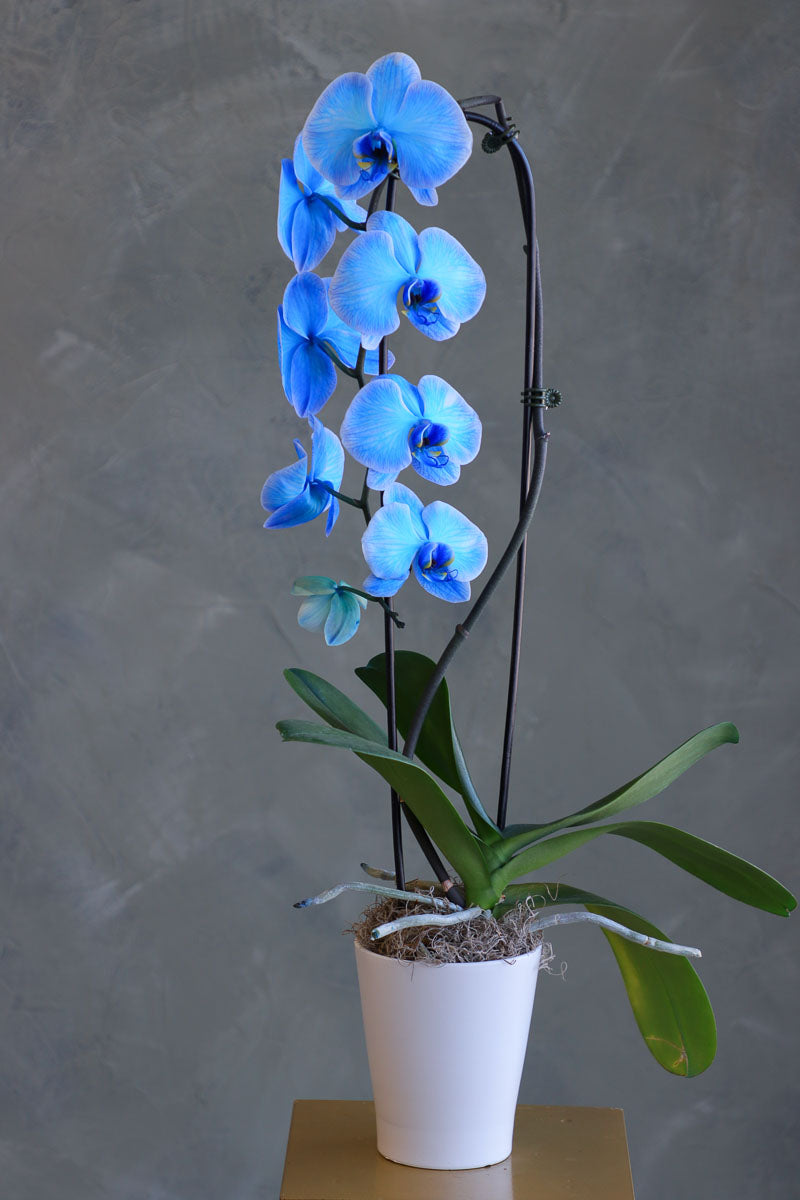 Blue Ethereal Orchids
