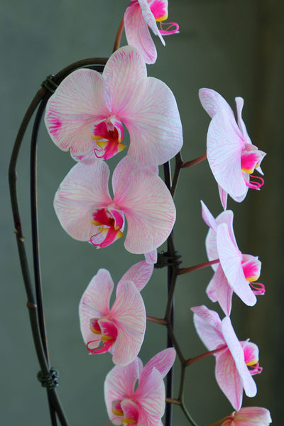 Ethereal Orchid