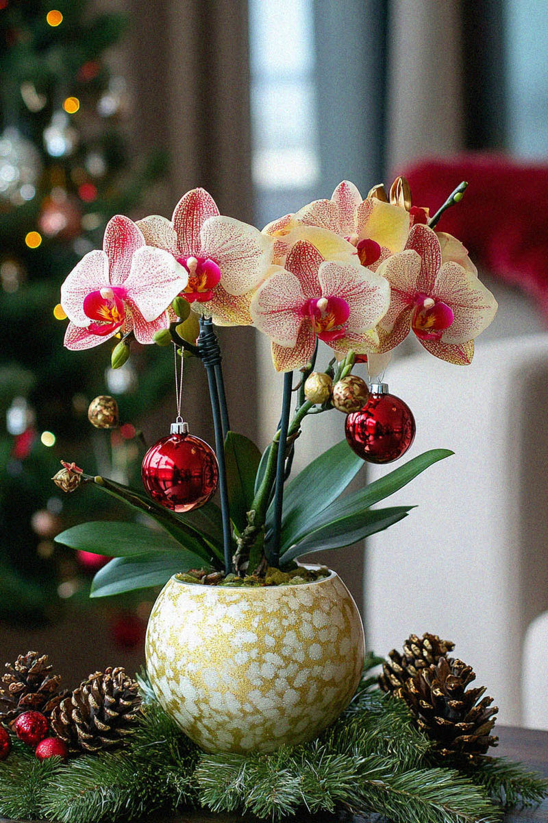 Winter Festive Orchids in a Pot