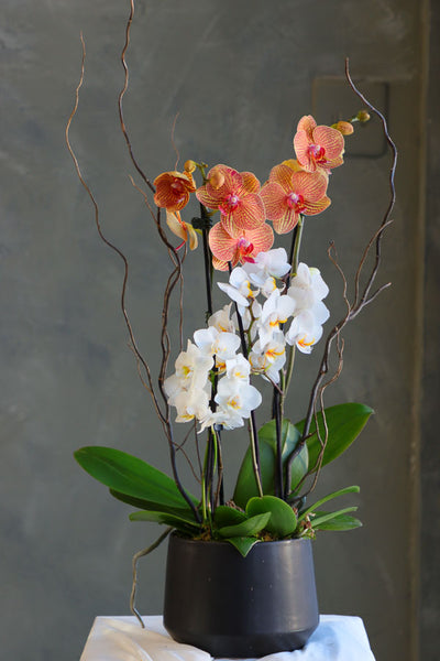 Orchid Luxe Bloom arrangement with 4 stems of Piccola orchids and 2 stems of Phalaenopsis orchids in white and golden hues, styled with natural branches by Ottawa florist.