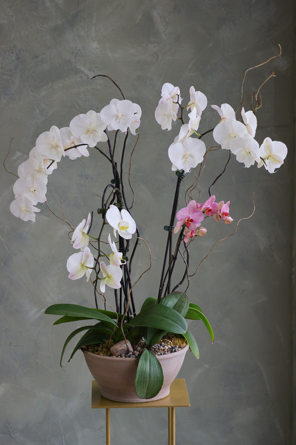 Orchid Dreamscape