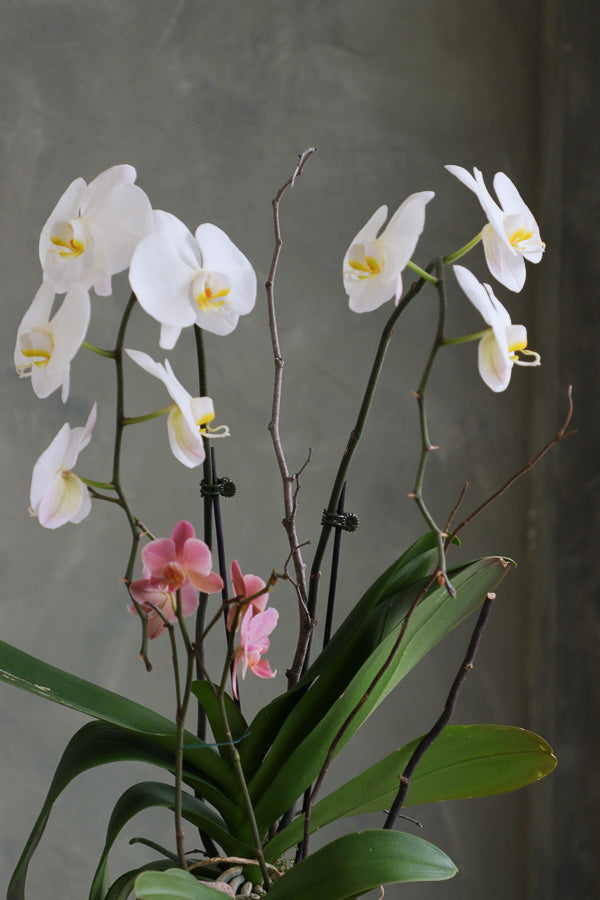 Orchid Symphony