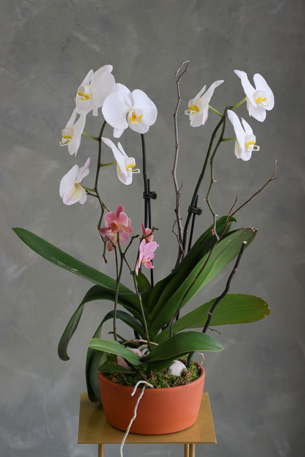 Orchid Symphony