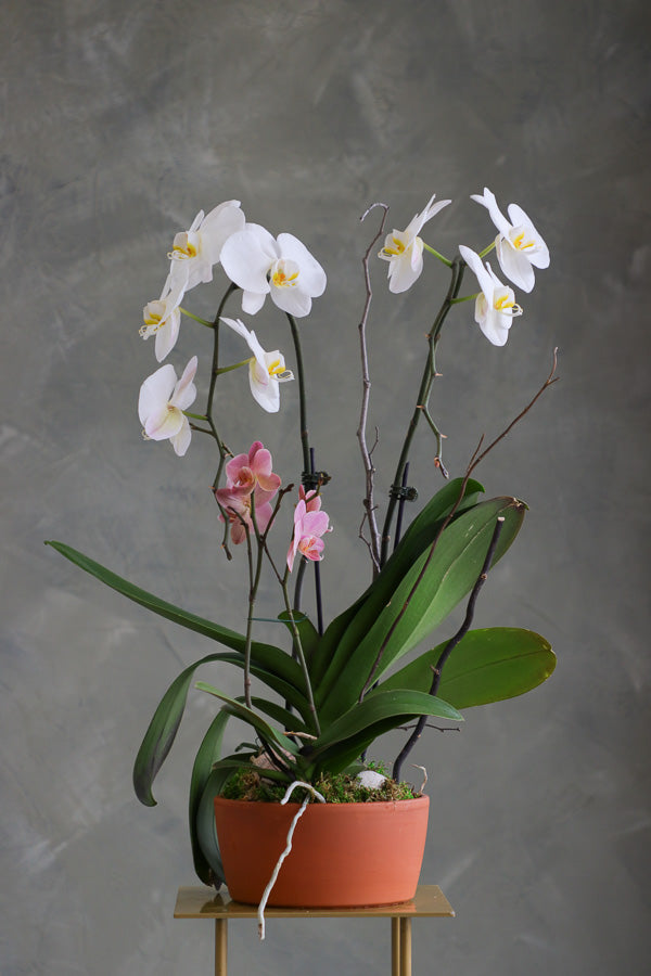 Orchid Symphony