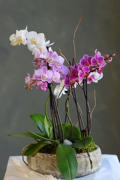 Orchid Symphony arrangement featuring vibrant white, pink, and purple orchids in a rustic pot with lush greenery by Ottawa florist.