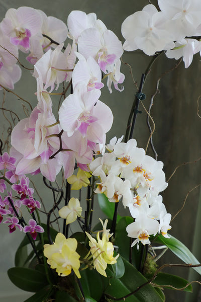 Orchid Dreamscape featuring a luxurious mix of Phalaenopsis orchids in pastel, white, and yellow hues with natural branches by Ottawa florist.