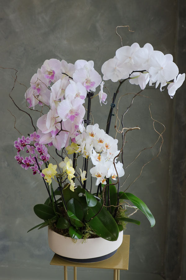 Orchid Dreamscape featuring a luxurious mix of Phalaenopsis orchids in pastel, white, and yellow hues with natural branches by Ottawa florist.