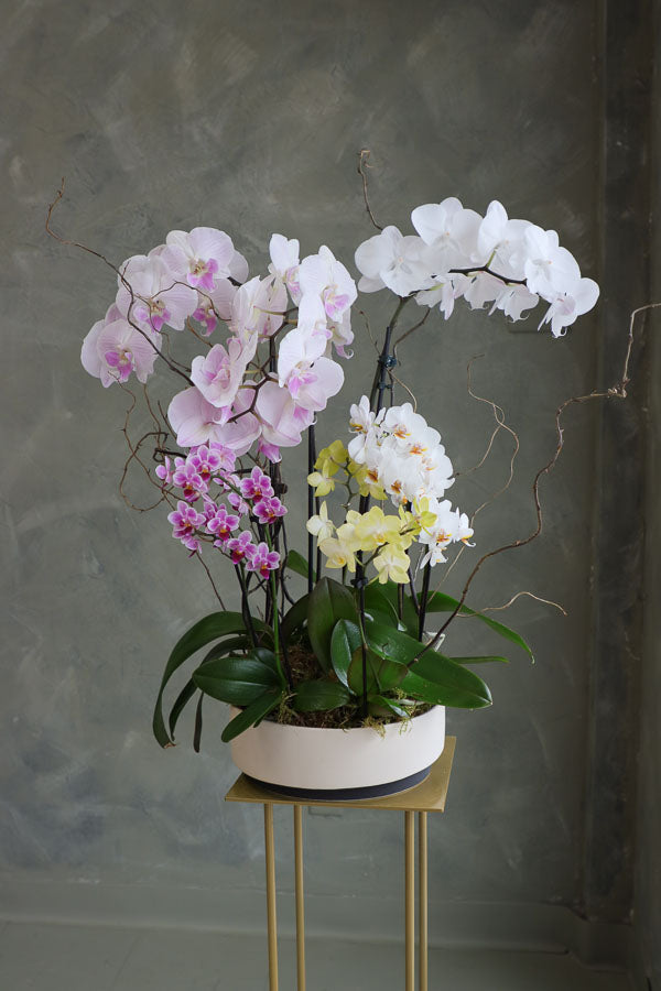 Orchid Dreamscape featuring a luxurious mix of Phalaenopsis orchids in pastel, white, and yellow hues with natural branches by Ottawa florist.