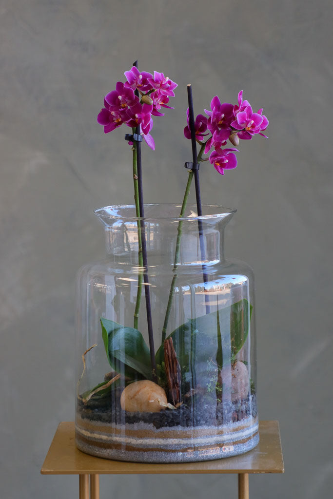 Orchid Haven featuring long-lasting Piccola Orchids in a sleek glass terrarium by Ottawa florist.