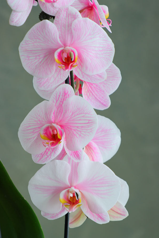 Ethereal Orchid