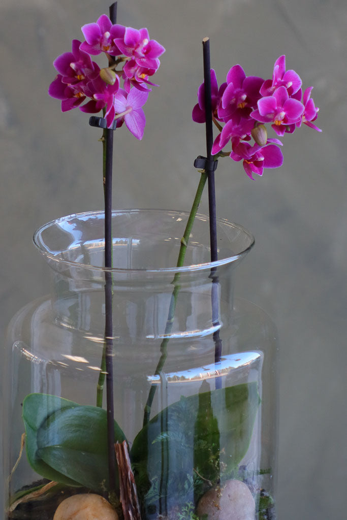 Orchid Haven featuring long-lasting Piccola Orchids in a sleek glass terrarium by Ottawa florist.