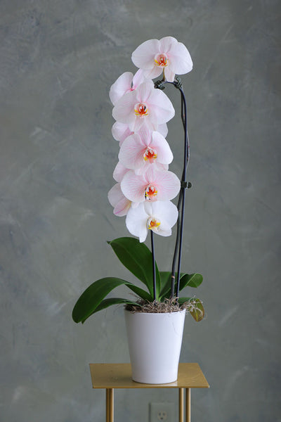 Ethereal Orchid