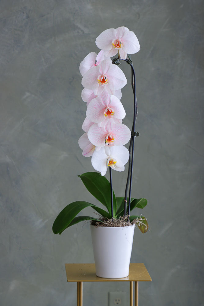 Ethereal Orchid