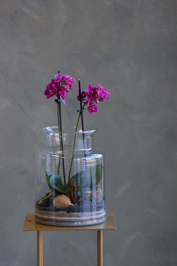 Orchid Haven featuring long-lasting Piccola Orchids in a sleek glass terrarium by Ottawa florist.