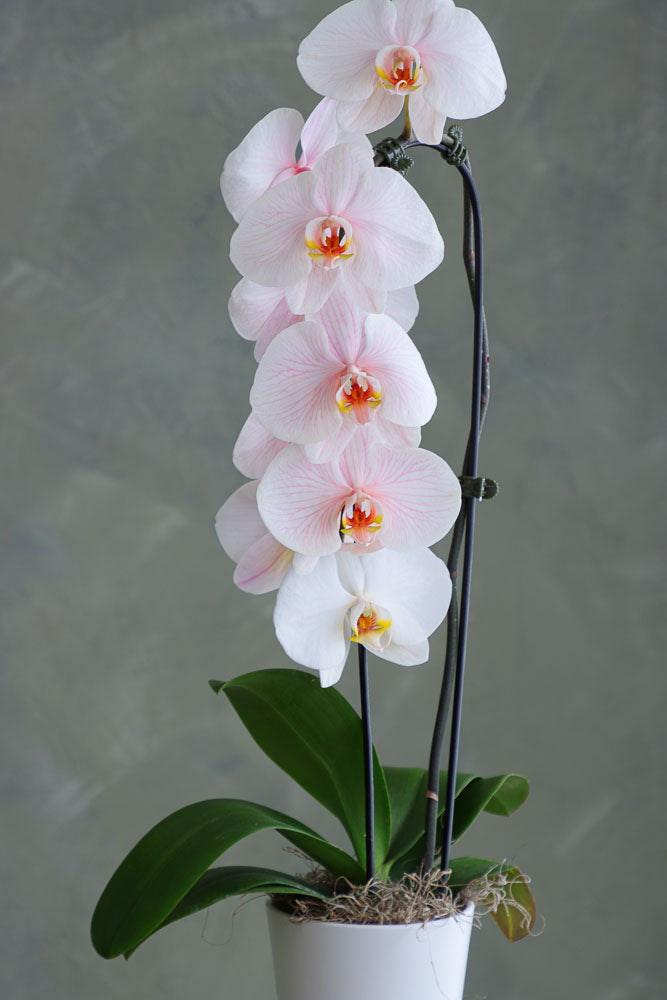 Ethereal Orchid