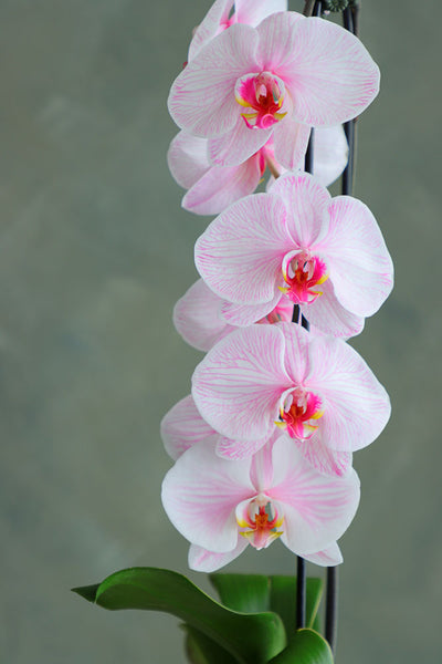 Ethereal Orchid