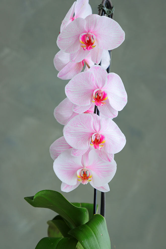 Ethereal Orchid