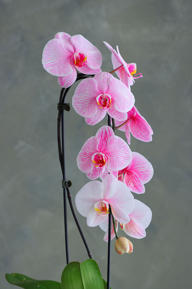 Ethereal Orchid