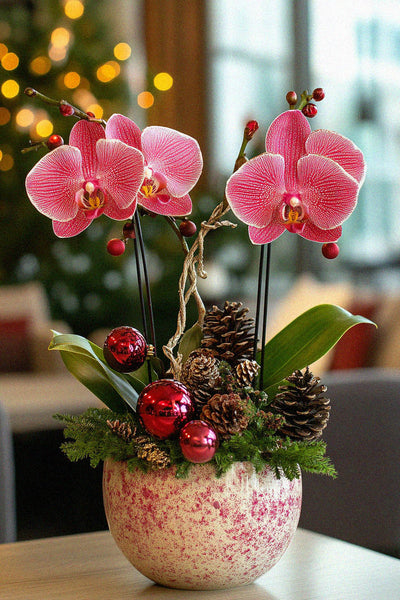 Winter Festive Orchids in a Pot