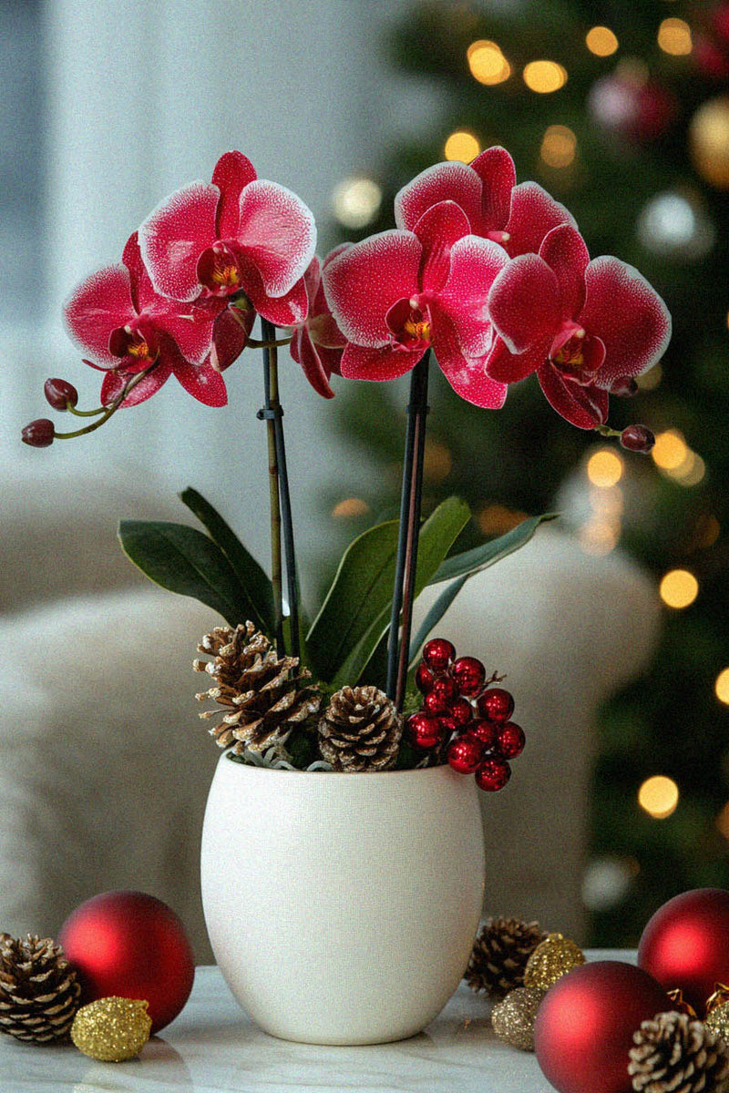 Winter Festive Orchids in a Pot