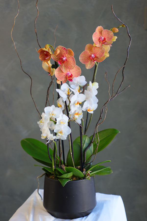 Orchid Luxe Bloom arrangement with 4 stems of Piccola orchids and 2 stems of Phalaenopsis orchids in white and golden hues, styled with natural branches by Ottawa florist.