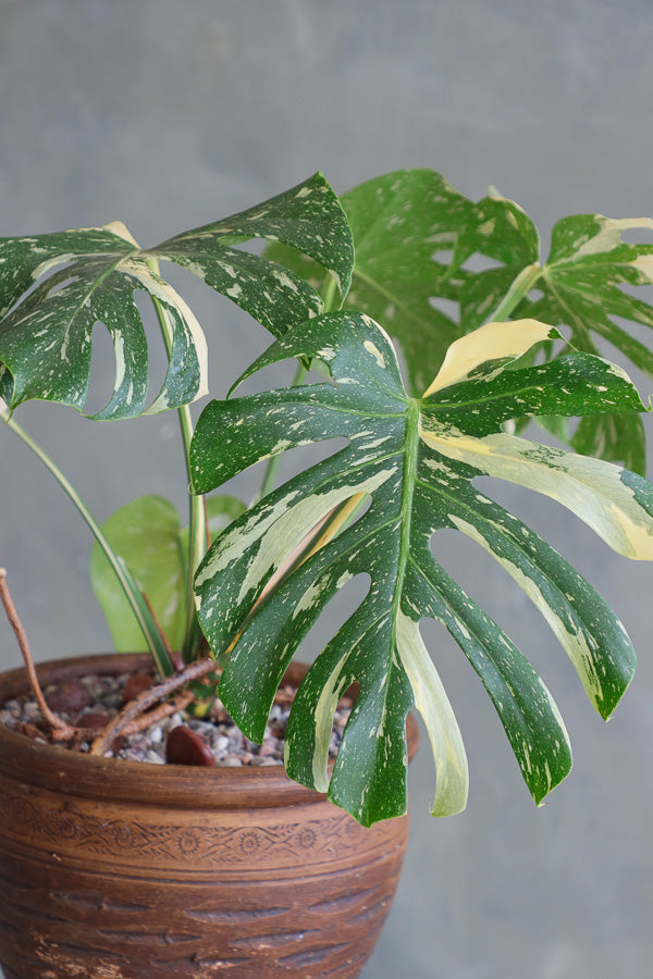 Variegated Monstera Deliciosa – Bold & Tropical | Ottawa Plant